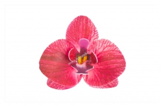 Dekorace z jedlého papíru - orchidej bordó 10ks