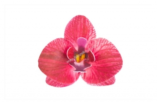Dekorace z jedlého papíru - orchidej bordó 10ks