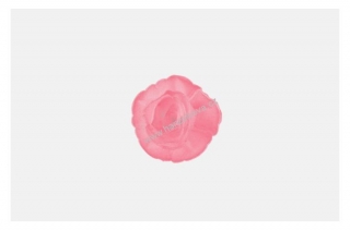 Dekorace z jedlého papíru Růže čínská malá fuchsiová stínovaná