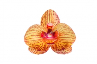 Dekorace z jedlého papíru - orchidej čajová 1ks