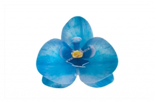 Dekorace z jedlého papíru - orchidej modrá 1ks